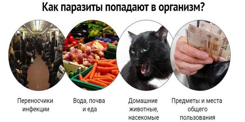 Как заражаются паразитами