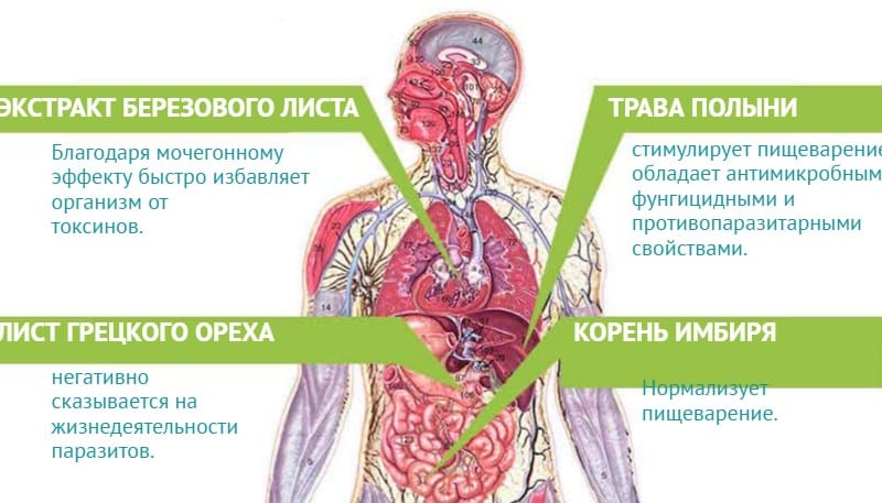бактефорт состав