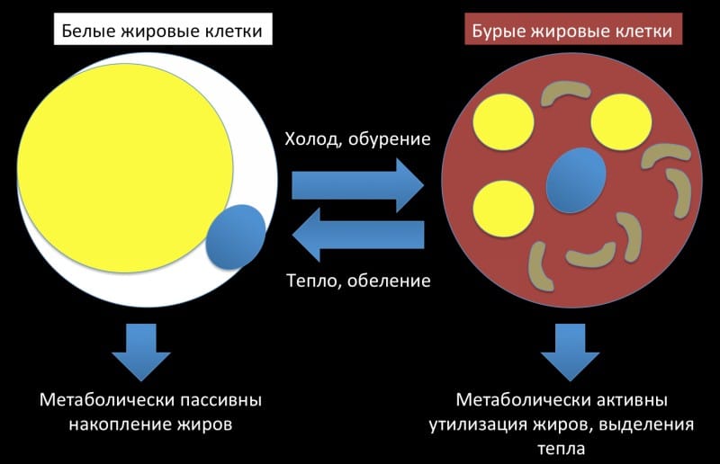 белый и бурый жир
