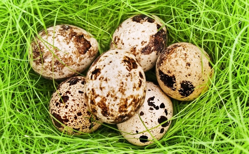 Калорийность перепелиных яиц