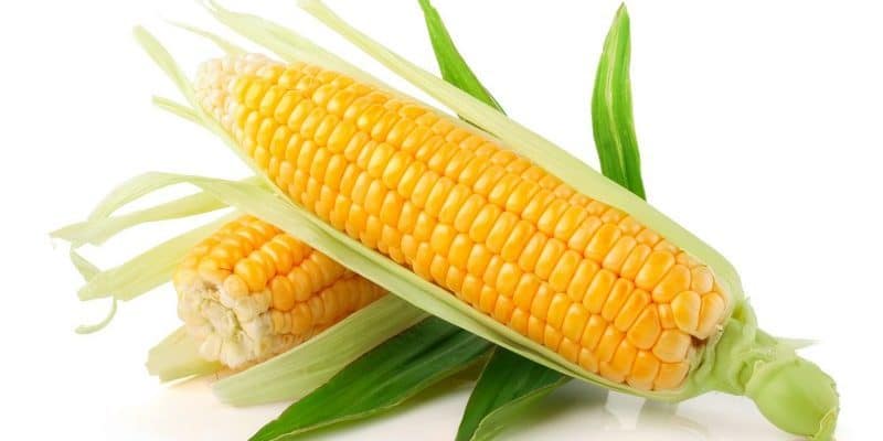 кукурузный крахмал при диете
