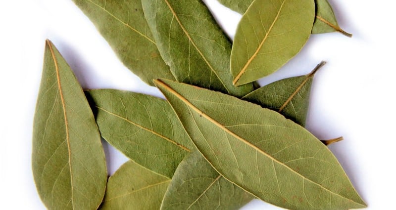 лавровый лист