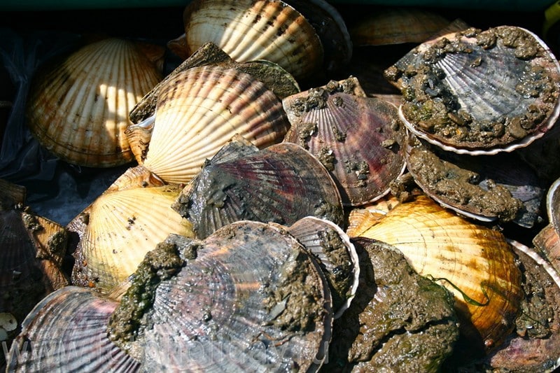 Морской гребешок