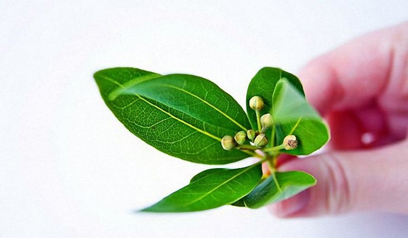 Очищение суставов лавровым листом