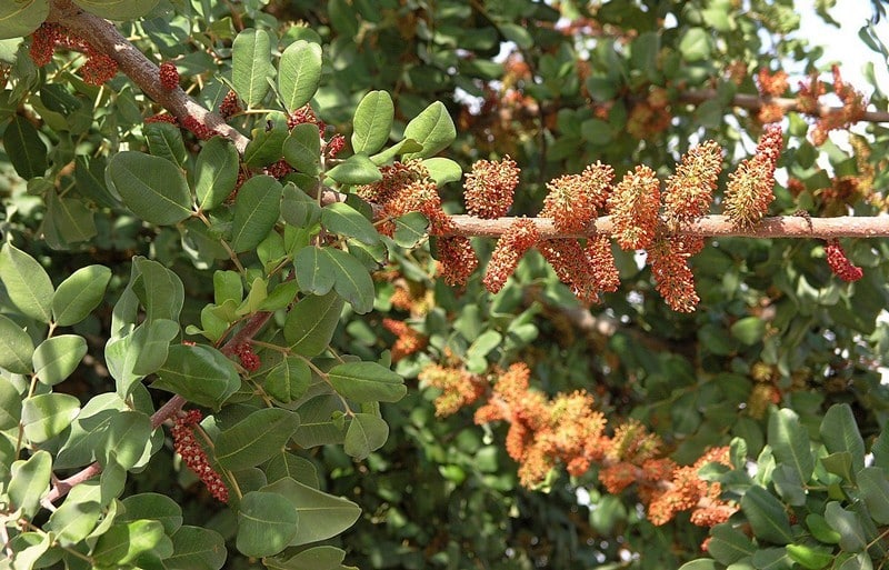 Рожковое дерево