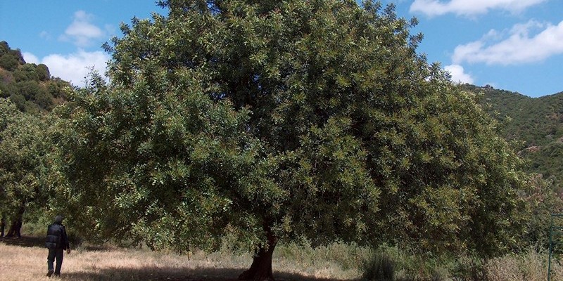 Рожковое дерево