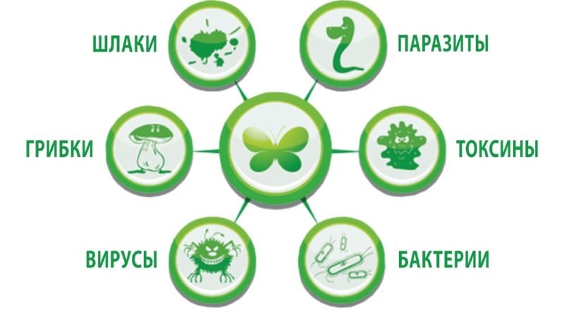 очистить организм от паразитов