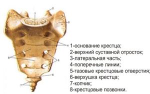 Схема крестцово-копчикового отдела позвоночника Строение кресца