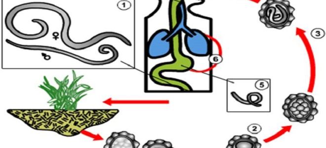Среда обитания аскарид