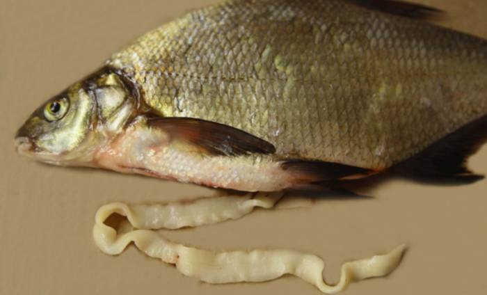 цестоды в рыбе