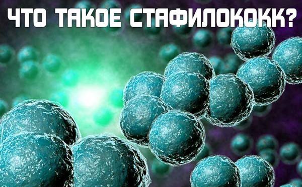 стафилококки