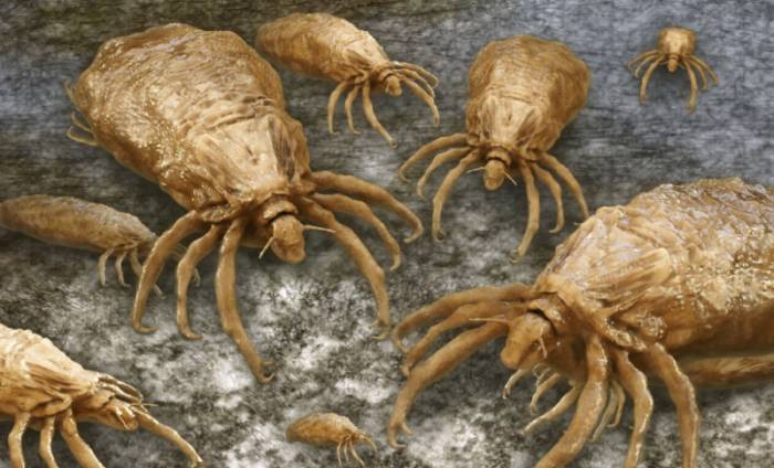 Платяные вши