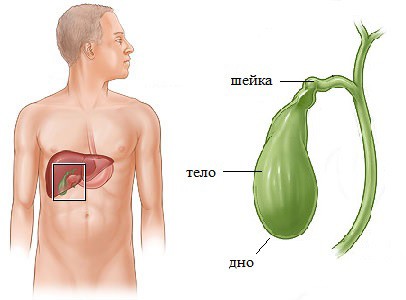 Строение желчного пузыря