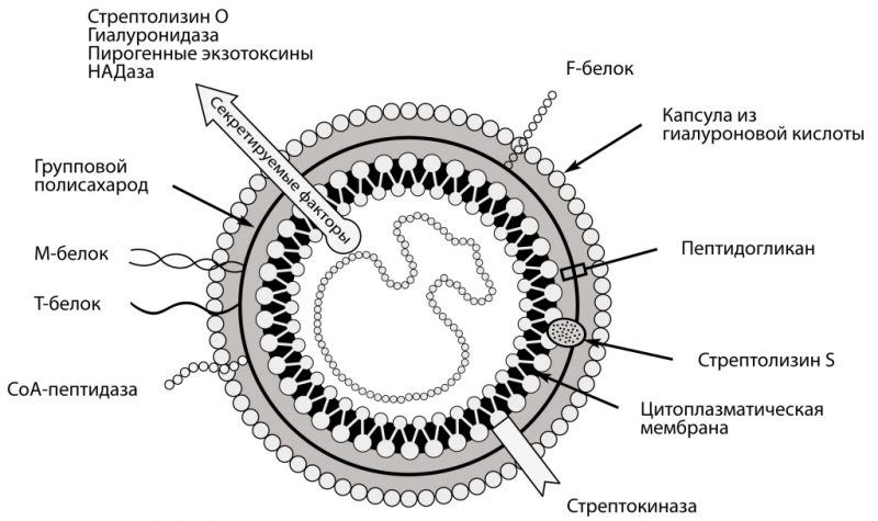 стрептококка группы А