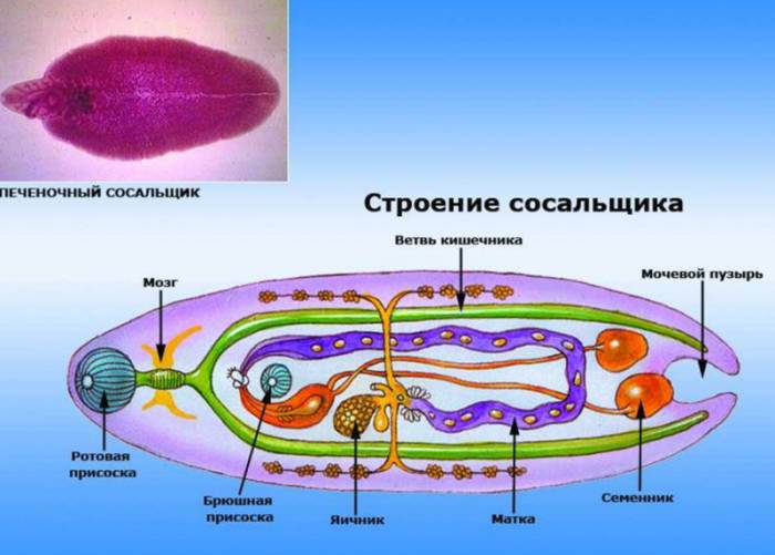 печеночного сосальщика