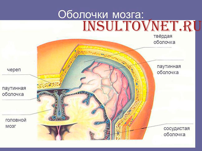 оболочки мозга