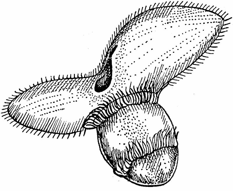 размножение инфузории туфельки