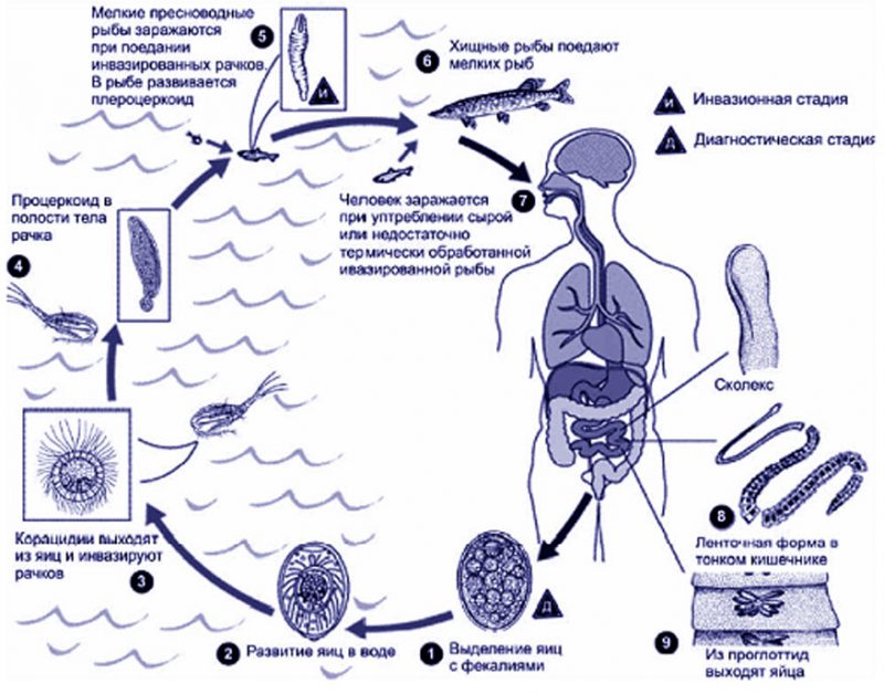 Жизненный цикл Opisthorchidae