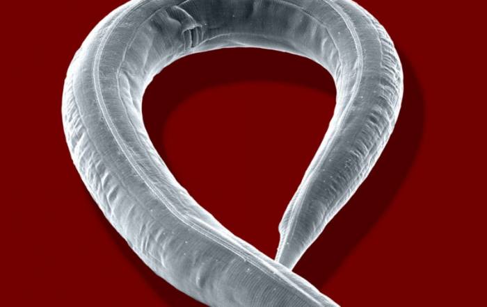 круглый червь