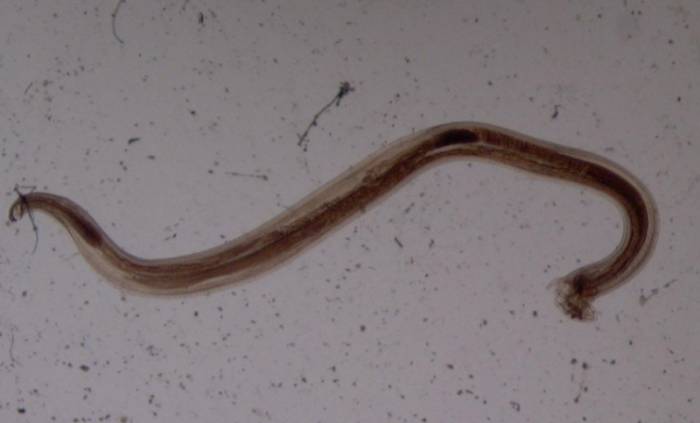 Кривоголовка