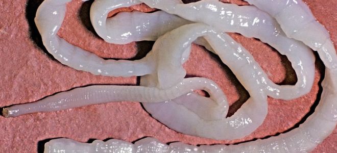 Солитер: что это за паразит, симптомы присутствия в организме и лечение