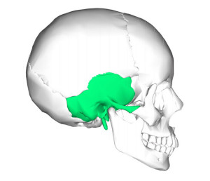 Череп Височная кость
