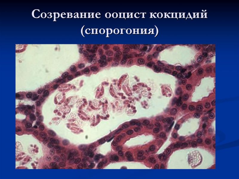 Спорогония