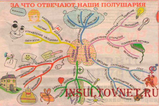 Функции мозга