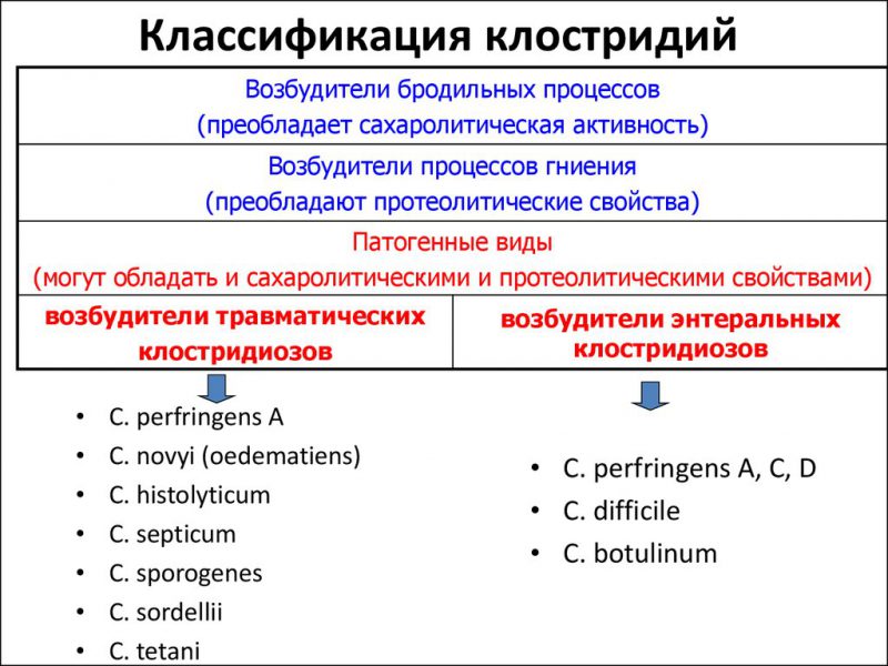 разновидности клостридий
