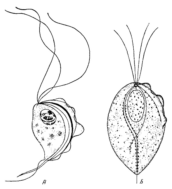 Трихомонада трихомонада