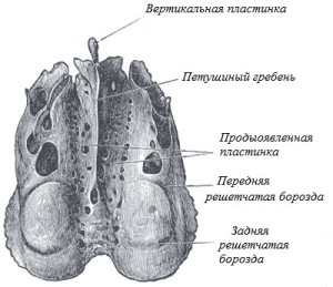 Кость Строение решетчатой кости