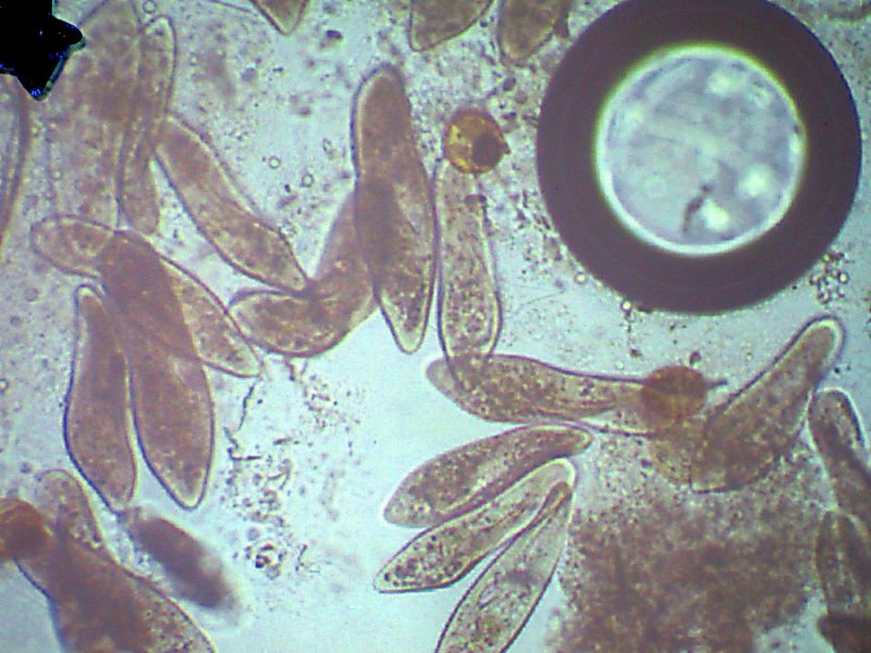 среда обитания - вода