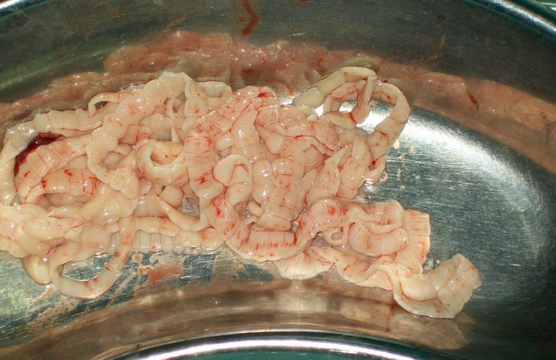 Бычий цепень опасность для здоровья