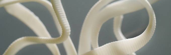 Диета при дифиллоботриозе