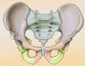 Тазовые кости Подвздошная кость