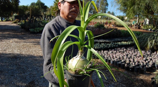 Индийский лук в народной медицине