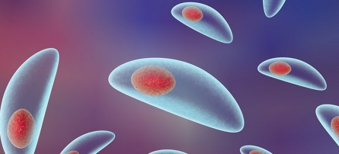 Симптомы и лечение токсоплазмоза у человека