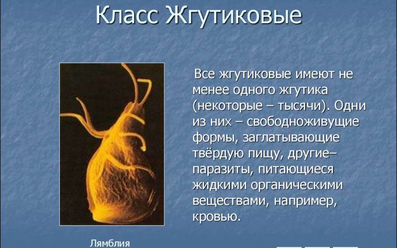 жгутиковые