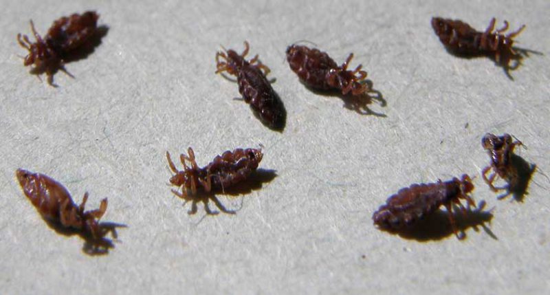 как вылечить вшей керосином