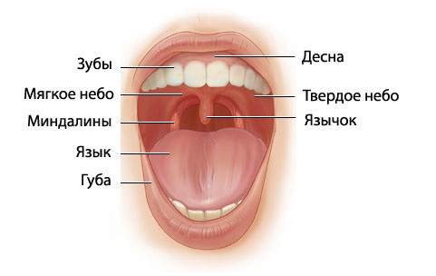 Ротовая полость