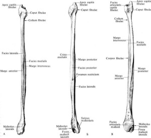 строение кости Данная кость является костным наружным стабилизатором голеностопного сустава
