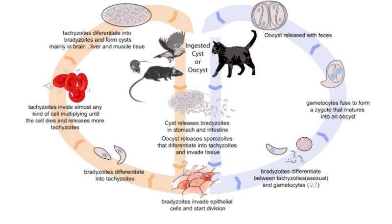 что такое проотозы