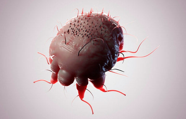 чесоточный клещ