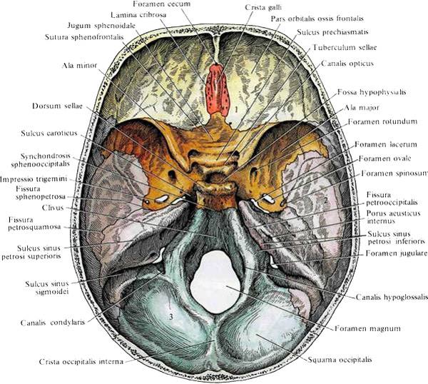 внутренние кости головы Внутреннее строение черепа