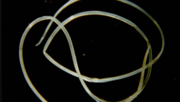 дирофилярия