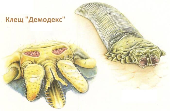 Demodex