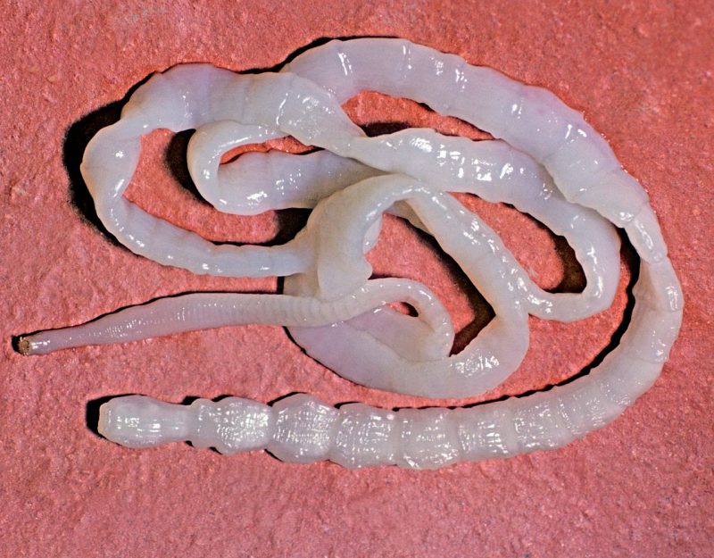 фото глистов