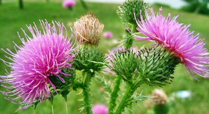 расторопша