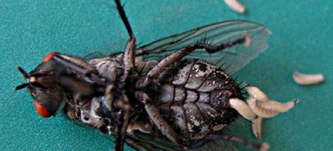 Оральный миаз: симптомы, лечение и профилактика