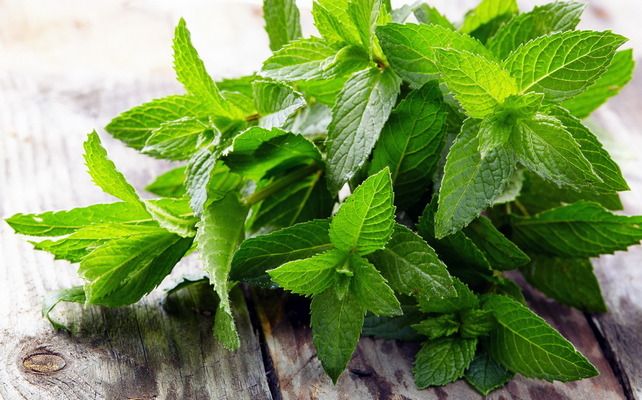 Мятный экстракт: как принимать